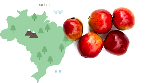 Illustration Brésil + pommes